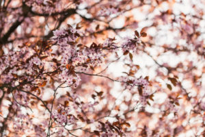 Blood plum in full bloom, Prunus cerasifera, red-leaved cherry plum Blood plum in full bloom, Prunus cerasifera, red-leaved cherry plum